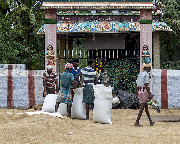 Bagging Rice 6-Thekkady